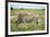 Grazing Zebra in Etosha-watchtheworld-Framed Photographic Print