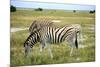 Grazing Zebra in Etosha-watchtheworld-Mounted Photographic Print