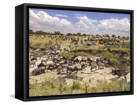 Grazing Zebras and Wildebeest Staged for the Crossing, Kenya-Joe Restuccia III-Framed Stretched Canvas