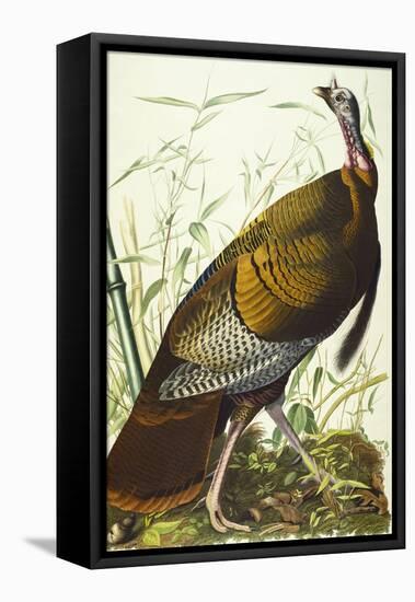 Great American Beck Male. Wild Turkey (Meleagris Gallopavo), Plate I, from 'The Birds of America'-John James Audubon-Framed Stretched Canvas