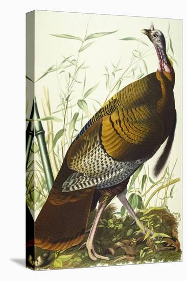Great American Beck Male. Wild Turkey (Meleagris Gallopavo), Plate I, from 'The Birds of America'-John James Audubon-Stretched Canvas