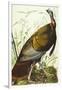 Great American Beck Male. Wild Turkey (Meleagris Gallopavo), Plate I, from 'The Birds of America'-John James Audubon-Framed Giclee Print