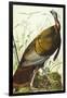 Great American Beck Male. Wild Turkey (Meleagris Gallopavo), Plate I, from 'The Birds of America'-John James Audubon-Framed Giclee Print