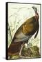 Great American Beck Male. Wild Turkey (Meleagris Gallopavo), Plate I, from 'The Birds of America'-John James Audubon-Framed Stretched Canvas