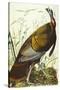 Great American Beck Male. Wild Turkey (Meleagris Gallopavo), Plate I, from 'The Birds of America'-John James Audubon-Stretched Canvas