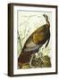 Great American Beck Male. Wild Turkey (Meleagris Gallopavo), Plate I, from 'The Birds of America'-John James Audubon-Framed Giclee Print