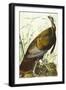 Great American Beck Male. Wild Turkey (Meleagris Gallopavo), Plate I, from 'The Birds of America'-John James Audubon-Framed Giclee Print