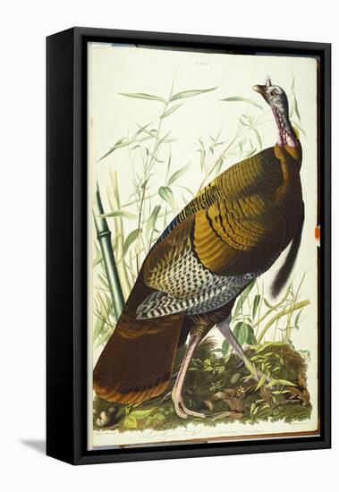 Great American Beck Male. Wild Turkey-John James Audubon-Framed Stretched Canvas