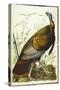 Great American Beck Male. Wild Turkey-John James Audubon-Stretched Canvas