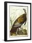 Great American Beck Male. Wild Turkey-John James Audubon-Framed Giclee Print