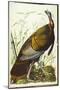 Great American Beck Male. Wild Turkey-John James Audubon-Mounted Giclee Print