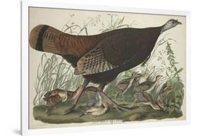 Great American Hen and Young, 1827-John James Audubon-Framed Giclee Print