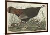 Great American Hen and Young, 1827-John James Audubon-Framed Giclee Print