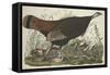 Great American Hen and Young, 1827-John James Audubon-Framed Stretched Canvas