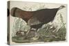 Great American Hen and Young, 1827-John James Audubon-Stretched Canvas