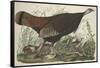 Great American Hen and Young, 1827-John James Audubon-Framed Stretched Canvas