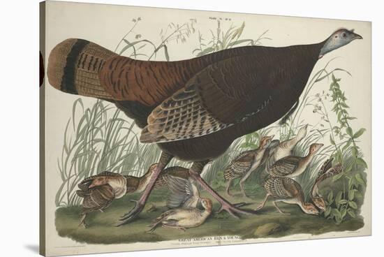 Great American Hen and Young, 1827-John James Audubon-Stretched Canvas