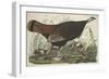 Great American Hen and Young, 1827-John James Audubon-Framed Premium Giclee Print
