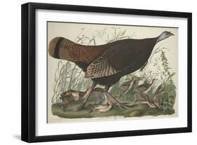 Great American Hen and Young, 1827-John James Audubon-Framed Giclee Print