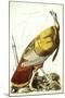 Great American Turkey-John James Audubon-Mounted Premium Giclee Print