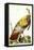 Great American Turkey-John James Audubon-Framed Stretched Canvas