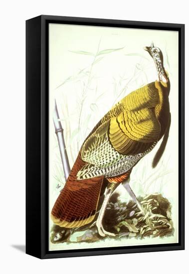 Great American Turkey-John James Audubon-Framed Stretched Canvas