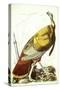 Great American Turkey-John James Audubon-Stretched Canvas
