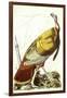 Great American Turkey-John James Audubon-Framed Giclee Print