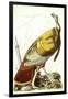 Great American Turkey-John James Audubon-Framed Giclee Print