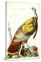 Great American Turkey-John James Audubon-Stretched Canvas