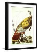 Great American Turkey-John James Audubon-Framed Giclee Print