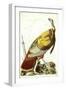 Great American Turkey-John James Audubon-Framed Giclee Print