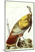 Great American Turkey-John James Audubon-Mounted Giclee Print