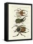 Great and Rare Foreign Beetles-null-Framed Stretched Canvas