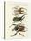 Great and Rare Foreign Beetles-null-Stretched Canvas