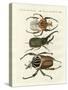 Great and Rare Foreign Beetles-null-Stretched Canvas