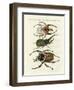 Great and Rare Foreign Beetles-null-Framed Giclee Print