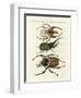 Great and Rare Foreign Beetles-null-Framed Giclee Print