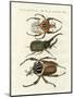 Great and Rare Foreign Beetles-null-Mounted Giclee Print