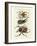 Great and Rare Foreign Beetles-null-Framed Giclee Print