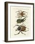 Great and Rare Foreign Beetles-null-Framed Giclee Print