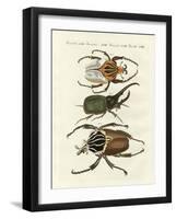 Great and Rare Foreign Beetles-null-Framed Giclee Print