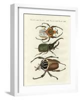 Great and Rare Foreign Beetles-null-Framed Giclee Print