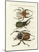 Great and Rare Foreign Beetles-null-Mounted Giclee Print