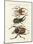 Great and Rare Foreign Beetles-null-Mounted Giclee Print