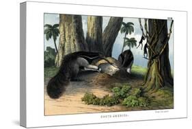 Great Anteater, 1860-null-Stretched Canvas
