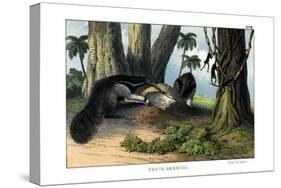 Great Anteater, 1860-null-Stretched Canvas
