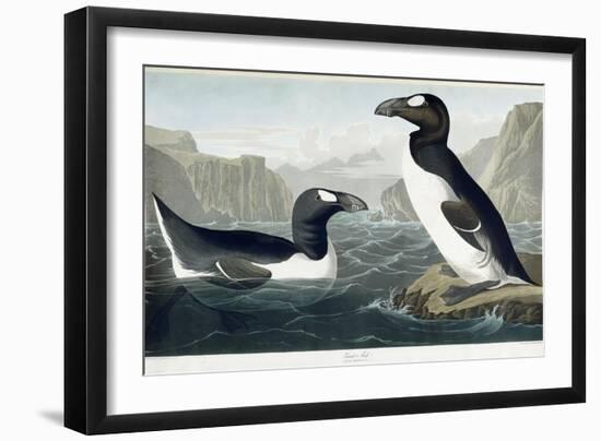 Great Auk, 1836-John James Audubon-Framed Giclee Print