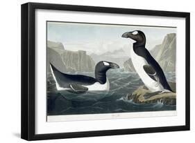 Great Auk, 1836-John James Audubon-Framed Giclee Print