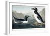 Great Auk, 1836-John James Audubon-Framed Giclee Print